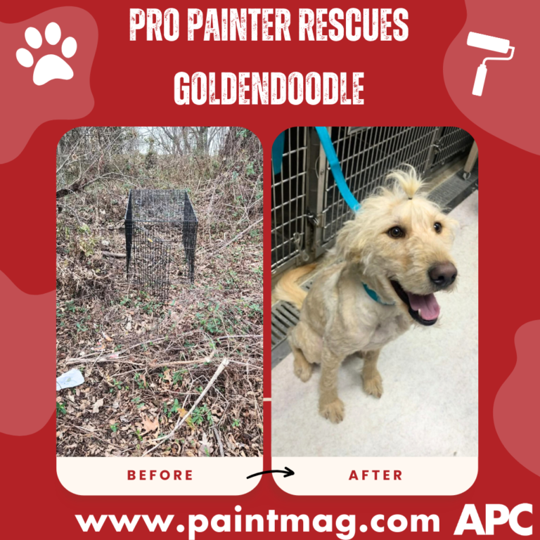 Pro Painter rescues Goldendoodle