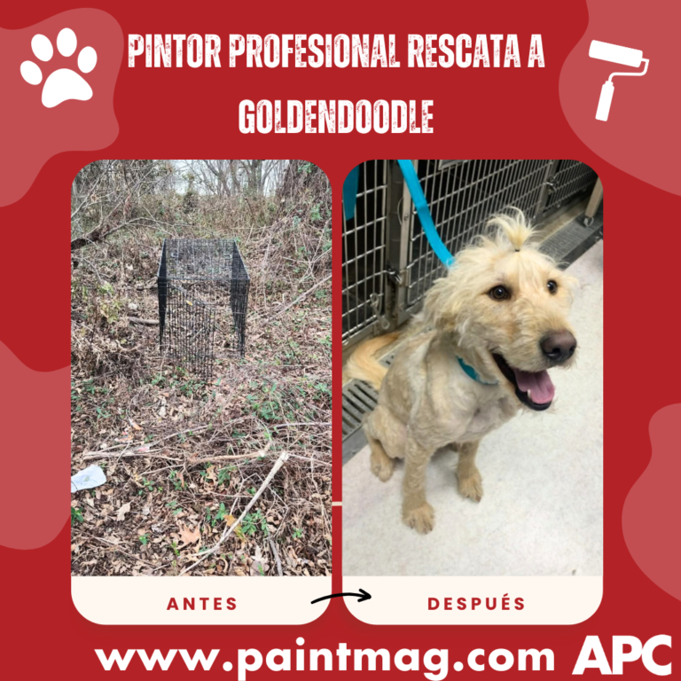 Pintor profesional rescata a Goldendoodle